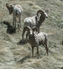 Bighorn Sheep hunting in Montana with a hunting guide from Redbone Outfitting.